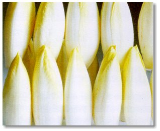 endive2.jpg - 17.11 K